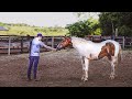 How To Tame A WILD Horse! (The Simplest Way!) First Touch To First Haltering!
