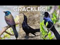 All About Grackles!