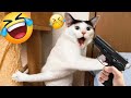🤣 Funniest 2024😻 Cats and 🐶 Cucumbers - Awesome Funny Pet Videos 🐕🐈