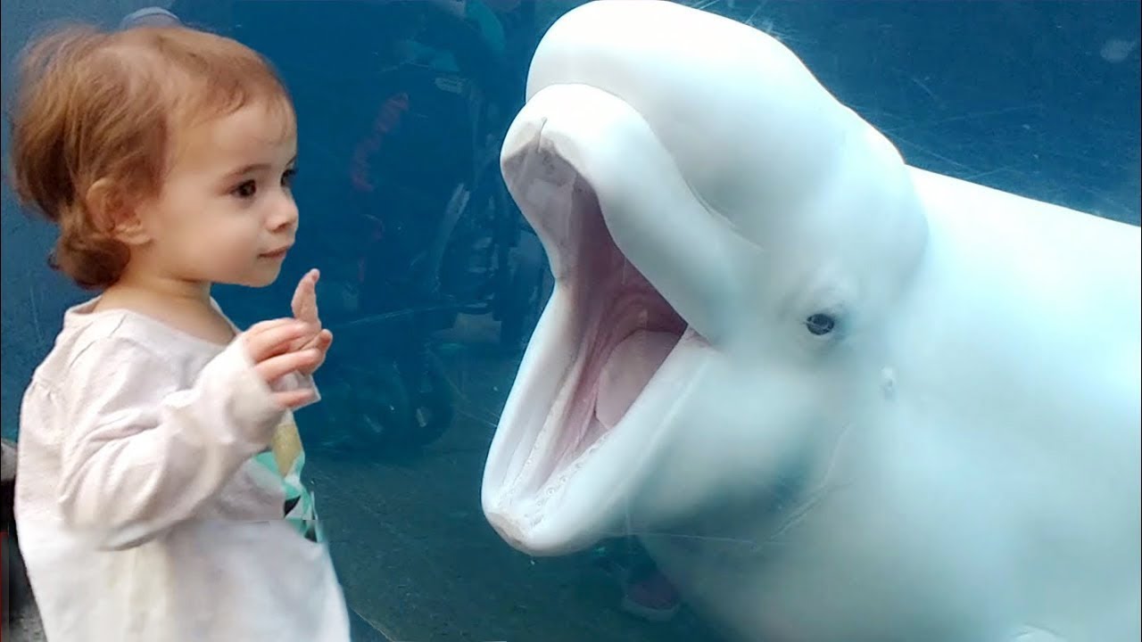 Baby Shark Doo Doo enfants dans l’aquarium   Vidéos les plus drôles à la maison 2021