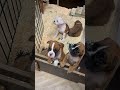 Choosing my boxer puppy !!