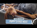 Guide to a Puppy's First Heat: What to Expect and How to Care for Your Dog