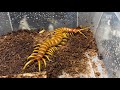 아시아종을 하찮아지게 만드는 남미종 지네 로부스타 | Scolopendra sp "Robusta" | Robusta centipede | the biggest centipede