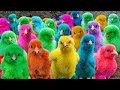 World Cute Chickens, Colorful Chickens, Rainbow Chickens, Ensemble Cast of Cute Ducks,Cute Animals 🐣