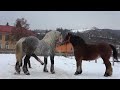 winter snow horse bad mood doesn't want to be approached by other horses
