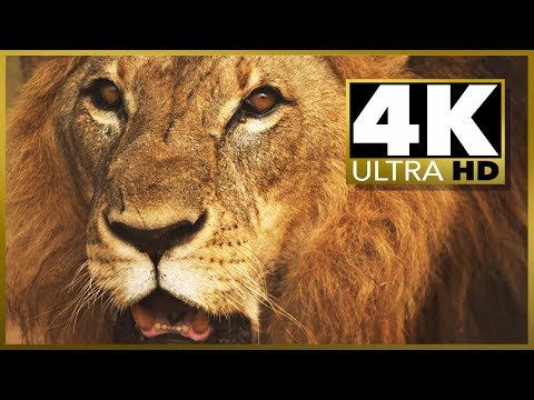 4K Sample Clip Download