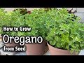 How to Grow Oregano from Seed in Pots🌿 | Italian Oregano