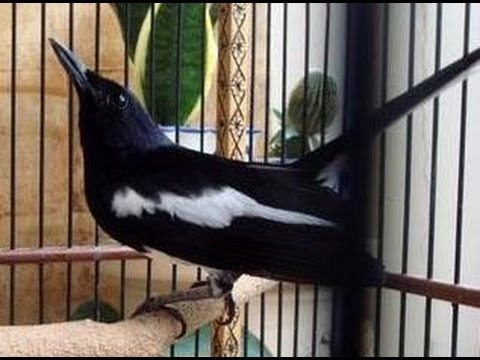 Download Kicau Mania - Full Isian Juara Internasional Burung KACER Gacor free