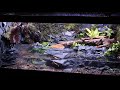 Amazing Salamander Paludarium