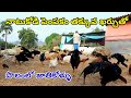 Natukodi farming in telugu|Jathikodi farming|Natukolla farm|Natukodi pempakam|Natukodi cultivation
