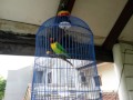 Download Lovebird rasa cucak jenggot