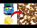 How To Get Rid of Bedbugs Easily with Vicks Vaporub & Lemon Juice