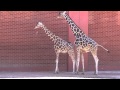 Giraffes Mating at the Zoo
