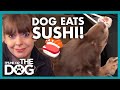 Owner Feeds his Spoilt Dog Sushi! | It’s Me or The Dog