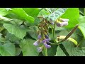 Plants & Vegetables review || Andean yam bean || Castor oil plant || vlog- 39 || Srilekhas Vlog
