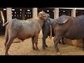 Buffalo breeding | buffalo meeting | animals meeting