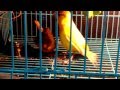 Download Proses kawin kenari jantan timbrado x betina harlequin