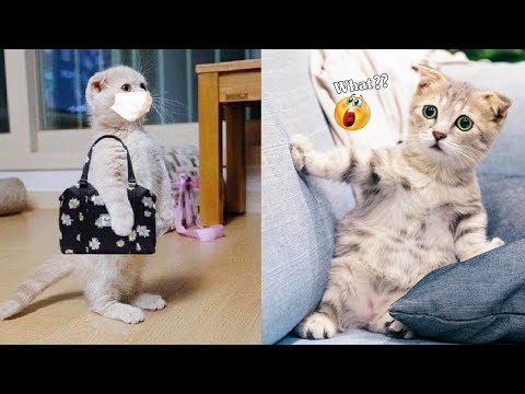 Funniest Animals Best Of The 2021 Funny Animal Videos 40