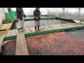 Niigata Japan Koi Fish Farm Tour - Breeder: Otsuka Koi Farm