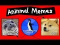 Aninmal Memes Explained