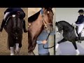 Famous horses Show jumping Racing and Dressage TikTok Combination