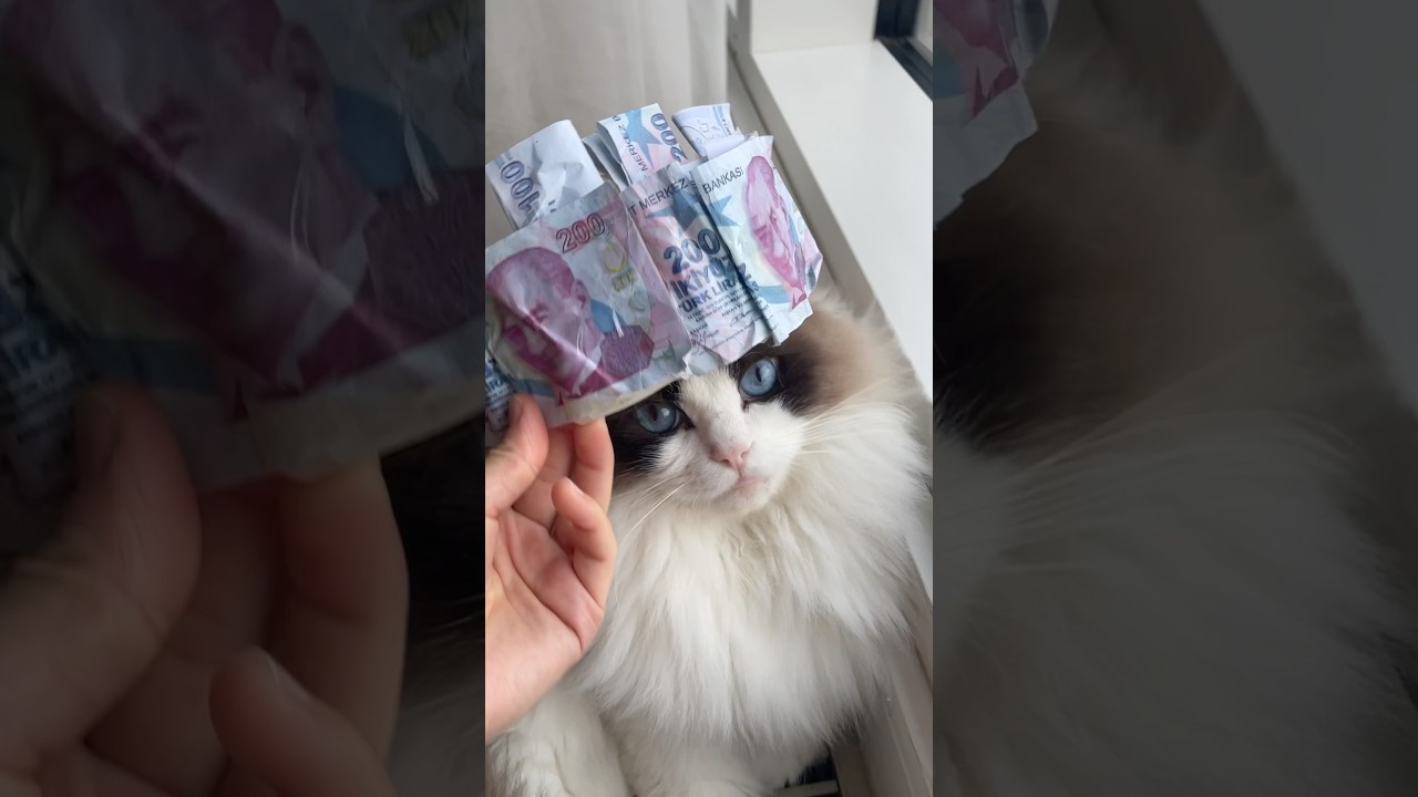 Kedimize Sahte #Para ile #prens tacı yaptık 😂  #kedi #cat #money #funny #craft #diy #shorts #toys