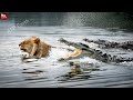 Crocodile Attack Lion - What Happen Next in Nature?