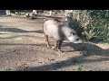 tapir artis
