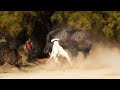 Wild Boar Hunting Dogs vs HOG! - Big Pig Hunting - How Dogs Hunt? Documentary - Soor ka Shikar