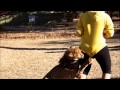 Cheetah Attacked Human caught at camera