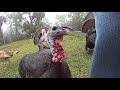 Angry Turkey Hen