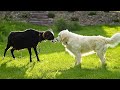 Can the Goat and Dog Friendship?