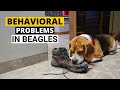 7 Common Behavioral Problems in Beagles and How to Deal with them