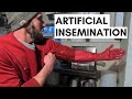 Artificial Insemination for Cattle l How to AI a Cow