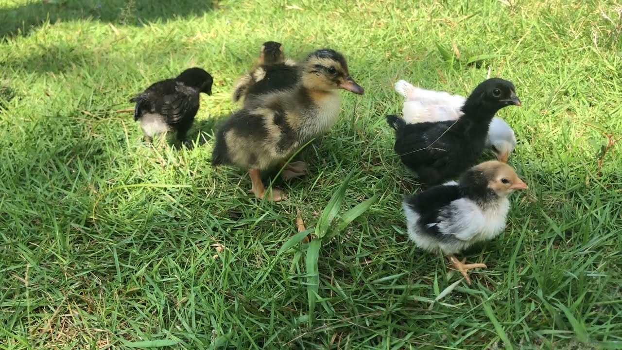 Telor Bebek dan Ayam Kate Sudah Menetas Lucu dan Imut