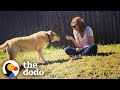 It Took Years To Get This Feral Dog Inside A House | The Dodo Faith = Restored