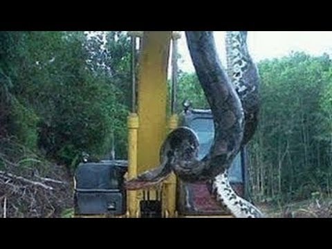 Download Video menangkap ular anaconda terbesar di hutan kalimantan free
