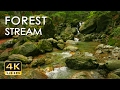 4K Forest Stream - Relaxing River Sounds - No Birds - Ultra HD Nature Video -  Relax/ Sleep/ Study