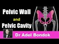 Pelvic Wall and Pelvic Cavity, Dr Adel Bondok