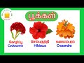 தமிழரசி -பூக்கள் | Learn Flower names in Tamil and English for kids and children| Tamilarasi