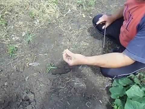 ловля крота в трубу ловля крота в трубу