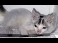 Cat playing video|| Baby cat 😺😺||Cute Baby Cat 🐈🐈|| Funny Baby cat video 😍😍