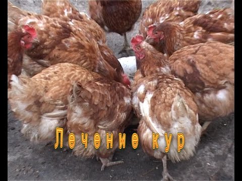 161Почему куры клюют яйца зимой что делать онлайн видео