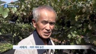 MBC경남 뉴스데스크 2015 10 07 지리산 산머루 와인 향기로