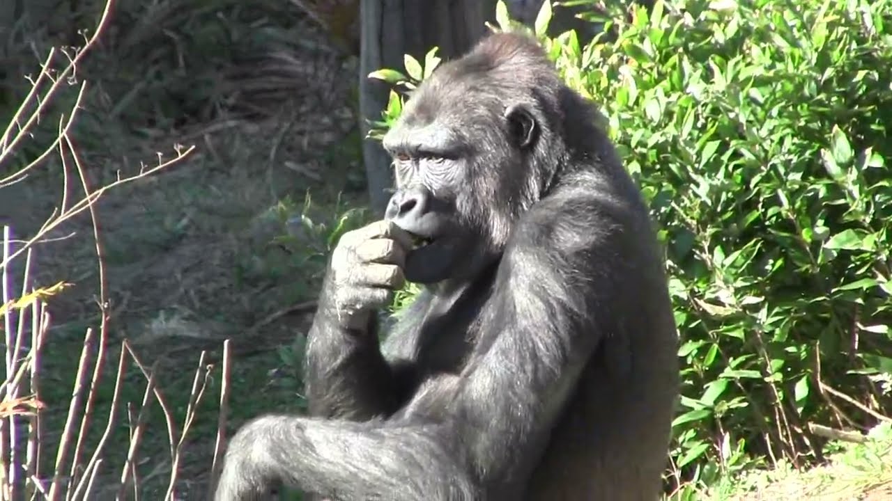 シャバーニ家族 1171  Shabani family gorilla