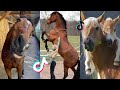 The Cutest HORSES - Equestrian TikTok Compilation #48