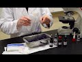 How to Perform a Gram Stain - MCCC Microbiology
