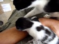 Momma cat steals her kitten back