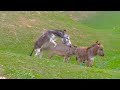 New Disney and Donkeys groom each other