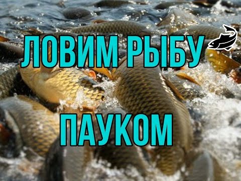 разрешается ли ловля на паука разрешается ли ловля на паука